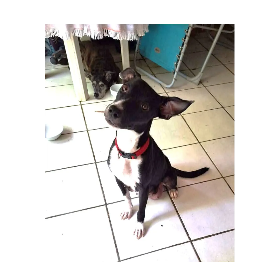 Chance, une com pagne adorable 350 44000 Nantes