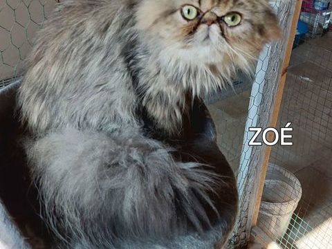 Superbe jeune  Persane 450 95500 Le thillay