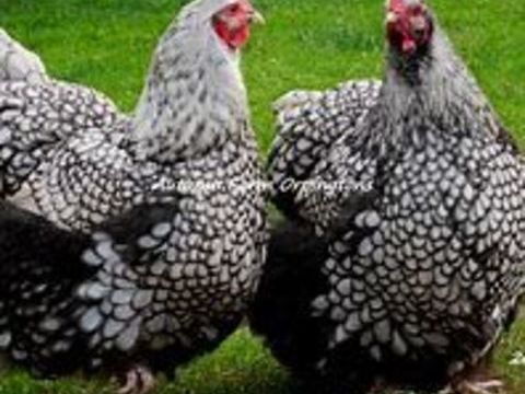 Coqs de races: cream legbard,batam pekin ect... 15 77540 Courpalay