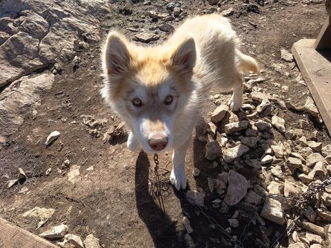 Chiots huski mal 450 39310 Septmoncel