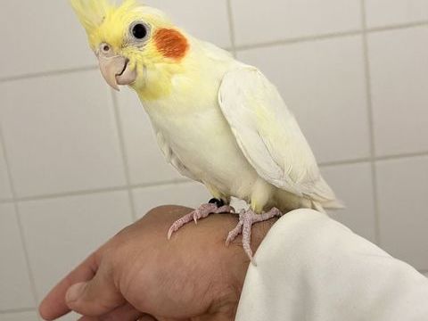 Calopsitte eam 120 67310 Wasselonne