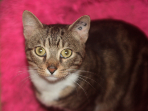 ZIGZAG CHAT TIGRE BLANC 4 ANS 195 92260 Fontenay-aux-roses