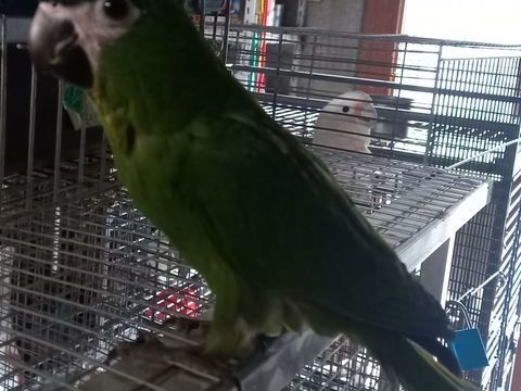 Ara nobilis 300 43210 Bas-en-basset