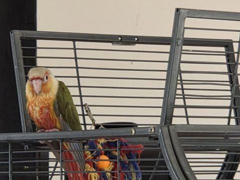 Conure molinae ananas eam 150 29860 Plabennec