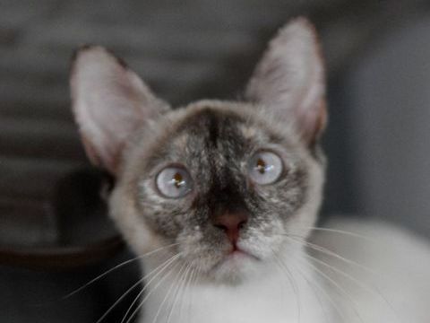 DELLA 230 27620 Gasny