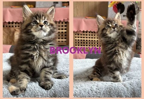 CHATON MAINE COON Fille LOOF Brown Tortie Blotched Tabby 1700 42290 Sorbiers
