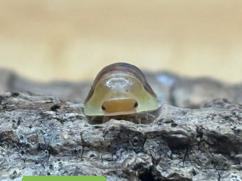 Cloportes / isopodes Cubaris sp. ?Rubber Ducky? 50 68210 Bernwiller