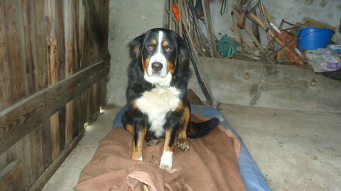 Chiots bouvier bernois 800 03170 Bizeneuille