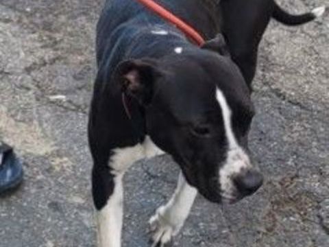 AGLAE, type labrador 1 an 220 34500 B�ziers