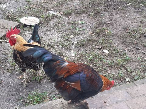 Jolis coqs semi- nains 10 41100 Vend�me