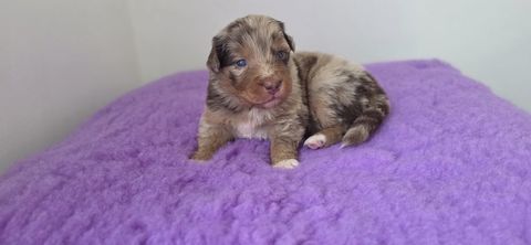 Chiots Berger Australien LOF 1700 28630 Sours
