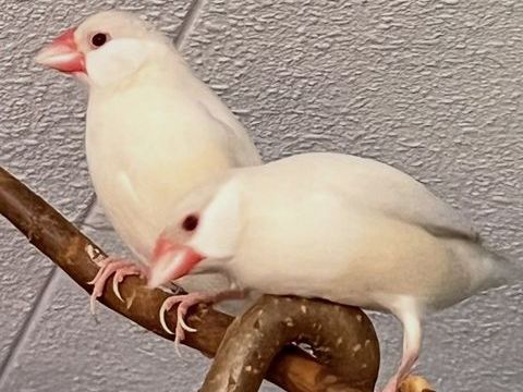 Femelles padda de java brun opale - epp - bagu&eacute;es 40 13003 Marseille