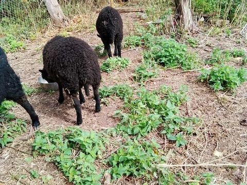 Deux moutons ouessant 180 14270 Vieux-fum