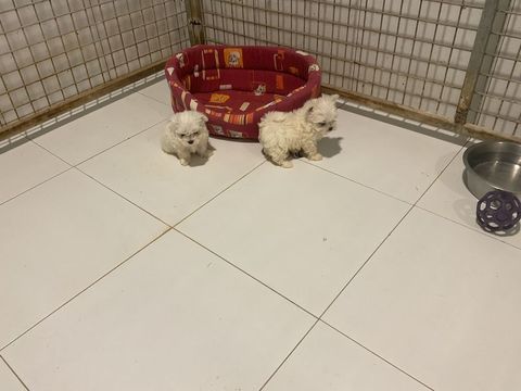Bichons maltais LOF
1400 38150 Vernioz