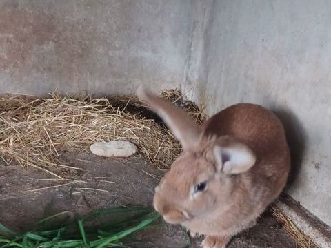 lapin 0 71600 Paray-le-monial