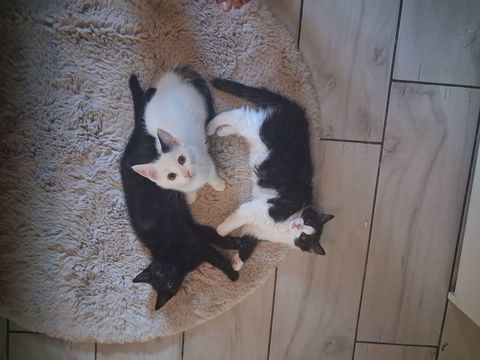 Donne 4 chatons sevr&eacute;s 4 mois, propre , gentil, aime les enf 0 69800 Montalieu-vercieu