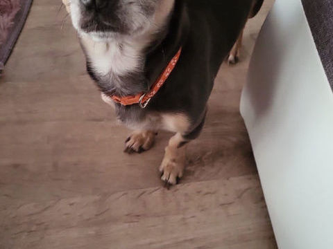 Vend chihuahua mâle 6 ans 1000 91100 Corbeil-essonnes