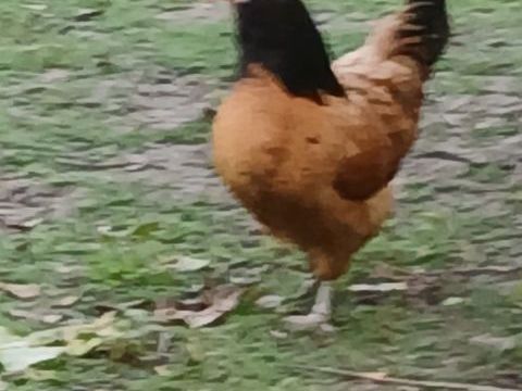 Couple poule Vorwerk 50 62260 Auchel