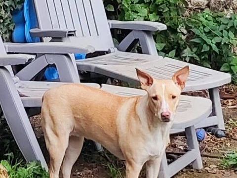 Gribouille, femelle crois&eacute;e berger, n&eacute;e le 25/10/2024 380 45000 Orl�ans