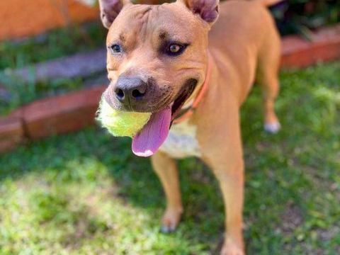 Omy, m&acirc;le crois&eacute; berger, n&eacute; le 31/01/2024🐶 380 85000 Mouilleron-le-captif