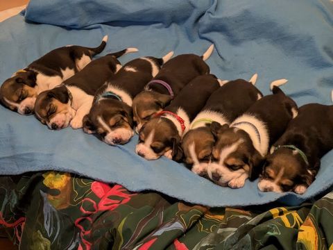 &agrave;  R&eacute;server Chiots Beagle m&acirc;les femelles tricolores 700 62100 Calais