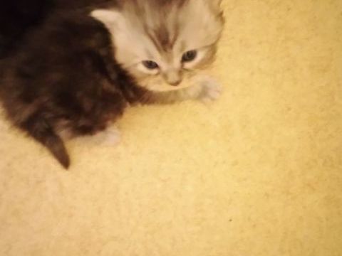 Main coon 750 77000 Melun