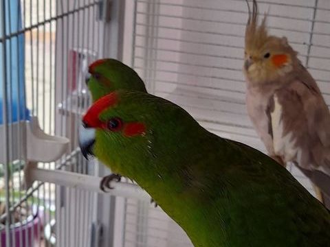  kakariki  et calopsittes 30 76940 La mailleraye-sur-seine