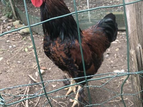 Poules BRAHMAS 0 31800 Saint-gaudens