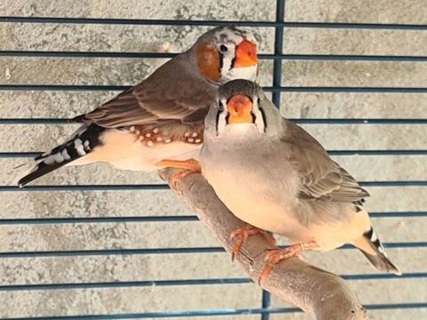 Mandarin diamant &agrave; Caudrot 33 20 33490 Caudrot