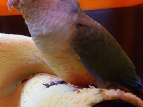Jeune couple de conures sexage fait.
180 72510 Saint-jean-de-la-motte