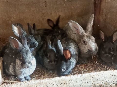 Lapins pure race, lapereaux  argent&eacute; de champagne et autres 15 39230 Mantry