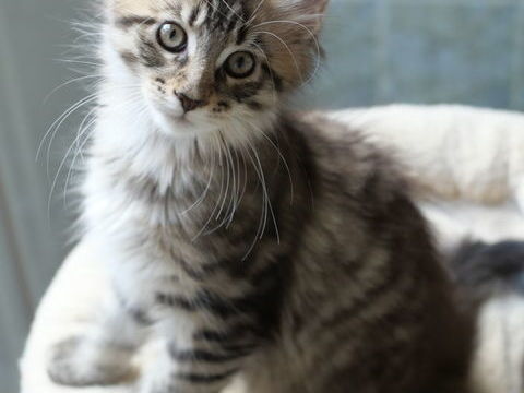 Arya, chatonne Maine Coon 1000 37130 Langeais