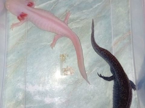 Axolotl 30 89260 Perceneige