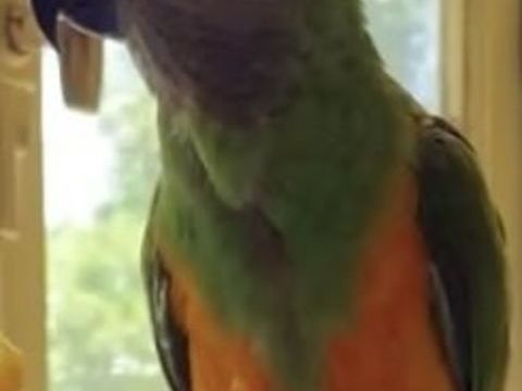 Youyou du S&eacute;n&eacute;gal 450 38870 Saint-sim�on-de-bressieux