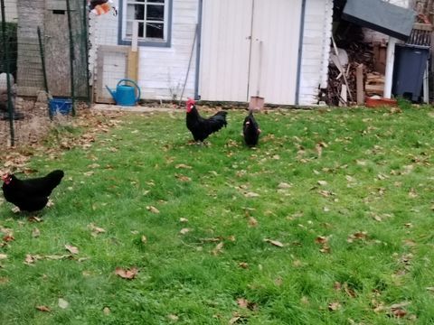 couple poule Alsacienne 40 22300 Lannion