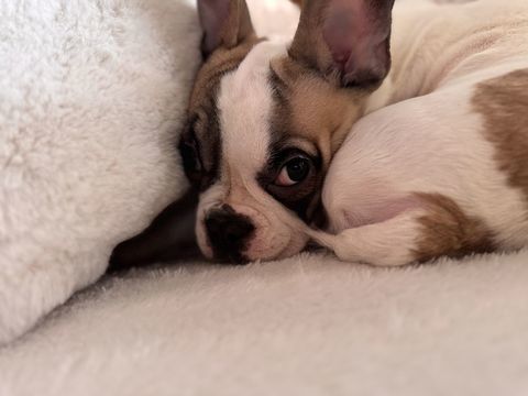 Don Bulldog fran&ccedil;ais 0 77500 Chelles
