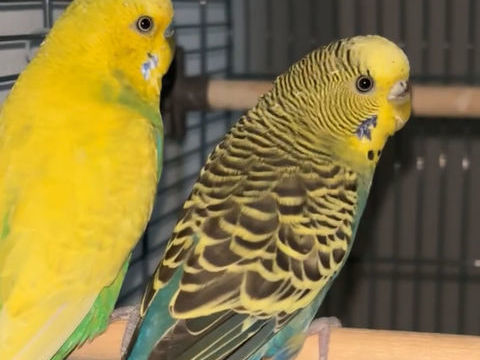 Couple de perruche ondul&eacute;e 20 77000 Melun
