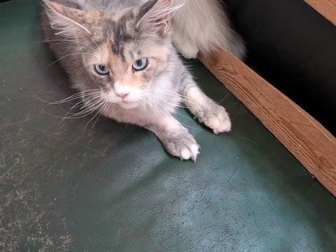Chaton maine coon 1800 59450 Sin-le-noble