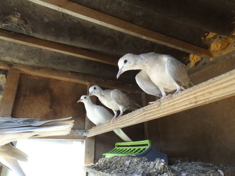 j'élève des tourterelles depuis 12 ans 5 22250 Rouillac