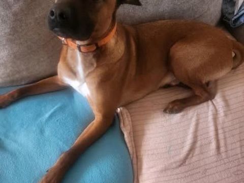 Chien SIMBA &agrave; l adoption 350 30130 Pont-saint-esprit