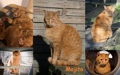 MOJITO 8 ans &agrave; adopter 1 27130 B�lines