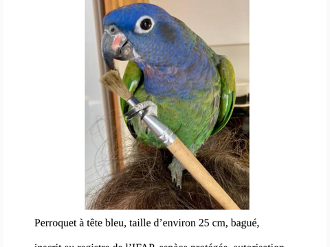 Perroquet &agrave; t&ecirc;te bleu 1 83160 La valette-du-var