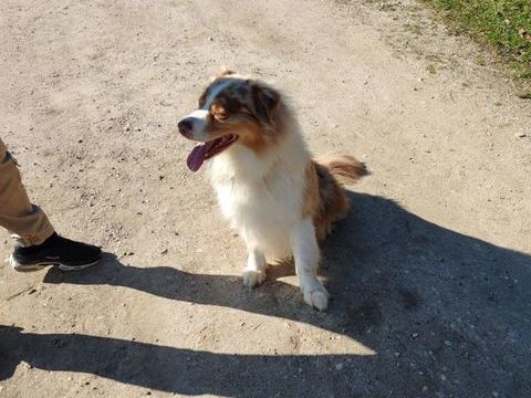 Donne berger australien rouge merle de 7 ans 0 51260 Esclavolles-lurey