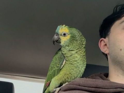 Amazone &agrave; front bleue 900 31600 Muret