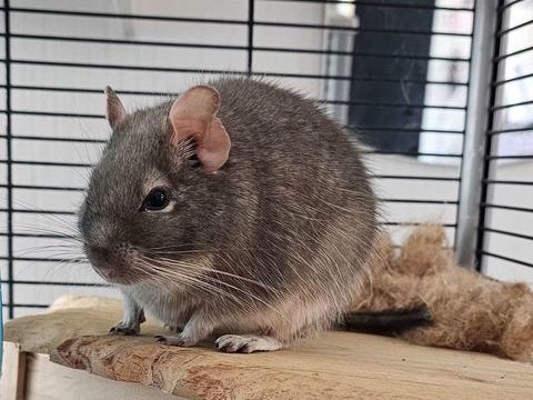 Octodon Femelle 0 13130 Berre-l'�tang