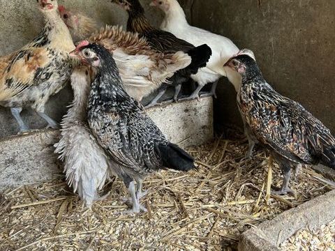 Jeunes poulettes 5 14220 Tournebu