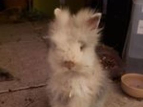   petit lapin angora à tête de lion beige/crème 
