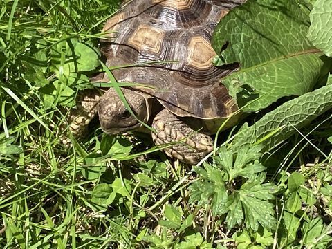 Magnifique tortues sulcatas 150 65000 Tarbes