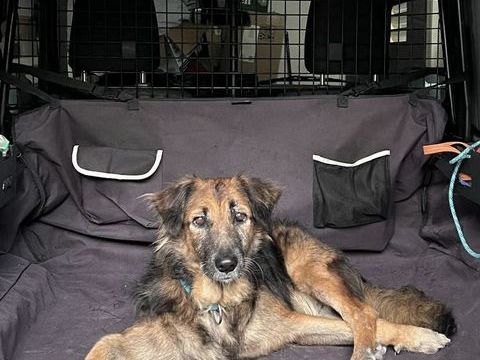 Bobby, le timide 150 77000 Livry-sur-seine