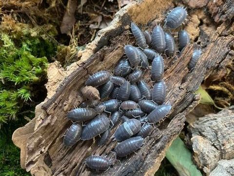 cloportes 8 74500 Amphion les bains